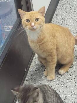Domestic Short Hair Cats Available for Adoption in Republic, Missouri - Tiger | PetCurious