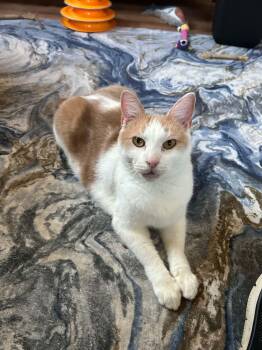 Rolo -  Domestic Short Hair Cat for Adoption in Bellmawr, New Jersey - Rolo | PetCurious