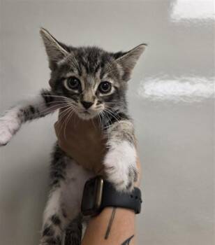 SPOOKY -  Domestic Short Hair Cat for Adoption in Ontario, California - SPOOKY | PetCurious
