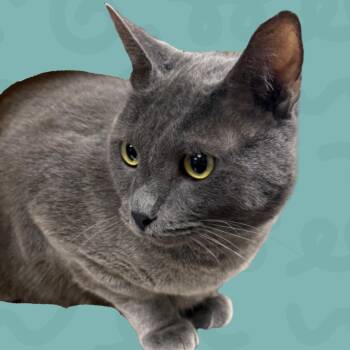 Bugsy -  Domestic Short Hair Cat for Adoption in Reno, Nevada - Bugsy | PetCurious
