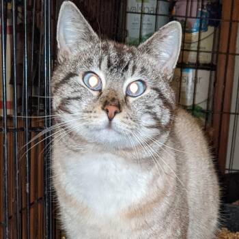 Siamese Cats Available for Adoption - Milton | PetCurious