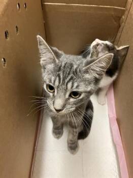 Domestic Short Hair Cats Available for Adoption in Long Beach, California - CRANE | PetCurious