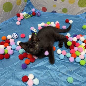Marvin -  Domestic Short Hair Cat for Adoption in Oconto, Wisconsin - Marvin | PetCurious