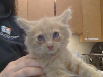 A920207 -  Domestic Medium Hair Cat Available for Adoption in Sacramento, California - A920207 | PetCurious