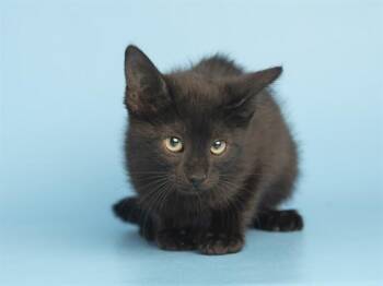 JADE -  Domestic Short Hair Cat for Adoption in Phoenix, Arizona - JADE | PetCurious