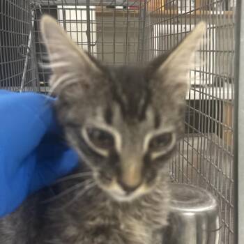 Domestic Short Hair Cats Available for Adoption in Las Cruces, New Mexico - 107252 | PetCurious