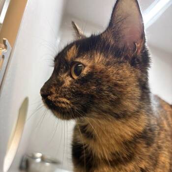Domestic Short Hair Cats Available for Adoption in Pittsburgh, Pennsylvania - Alegria | PetCurious
