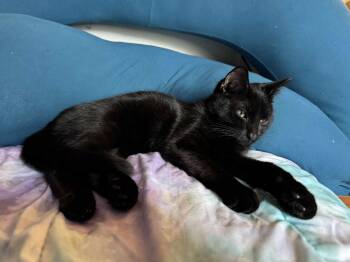 Rescue Domestic Short Hair Cats for Adoption in Nesquehoning, Pennsylvania - Tulip | PetCurious