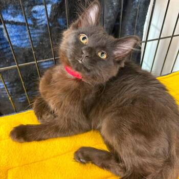 Lollygag -  Domestic Long Hair Cat for Adoption in Buffalo, New York - Lollygag | PetCurious