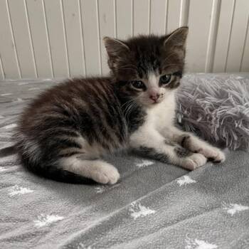 Ford -  Domestic Short Hair Cat for Adoption in St. Louis, Missouri - Ford | PetCurious