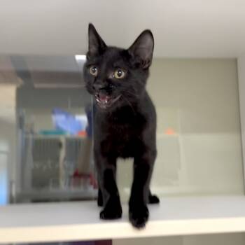 Rescue Domestic Short Hair Cats for Adoption in League City, Texas - Caesar | PetCurious