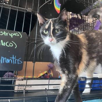 Rescue Domestic Short Hair Cats for Adoption in Saugerties, New York - Abby | PetCurious