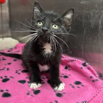 Stormtrooper 5 of 5 -  Tuxedo Cat Available for Adoption in La Grange Park, Illinois - Stormtrooper 5 Of 5 | PetCurious