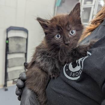 Salamander -  Domestic Short Hair Cat for Adoption in Evansville, Indiana - Salamander | PetCurious
