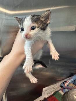 Domestic Short Hair Cats Available for Adoption in Houston, Texas - A654597 | PetCurious