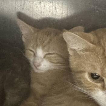 Lulu -  Domestic Short Hair Cat for Adoption in Corbin, Kentucky - Lulu | PetCurious