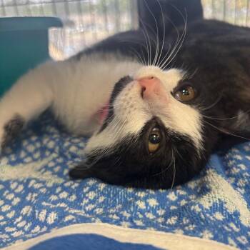 Alfreda -  Domestic Short Hair Cat for Adoption in Lakeland, Florida - Alfreda | PetCurious