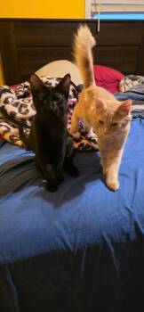 Oakley and Tuna -  Domestic Short Hair Cat for Adoption in Ann Arbor, Michigan - Oakley And Tuna | PetCurious