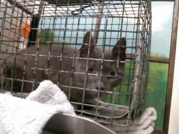 Domestic Short Hair Cats Available for Adoption - SABLE GREY | PetCurious