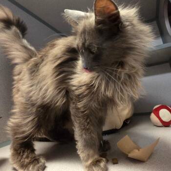 Domestic Long Hair Cats Available for Adoption in Port Charlotte, Florida - Scaramouche | PetCurious