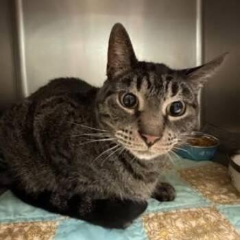 Winston -  Domestic Short Hair Cat for Adoption in Bellingham, Washington - Winston | PetCurious