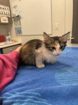 Hot New Bombshell -  Domestic Short Hair Cat for Adoption in Kansas City, Missouri - Hot New Bombshell | PetCurious