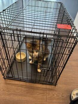 Pirate -  Domestic Long Hair and Domestic Short Hair Cat for Adoption in Atlanta, Georgia - Pirate | PetCurious