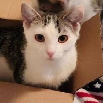 Rescue Domestic Short Hair Cats for Adoption in Gastonia, North Carolina - Lewis | PetCurious