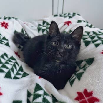 Rescue Domestic Short Hair Cats for Adoption in Orlando, Florida - Lydia | PetCurious