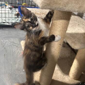 Cilantro -  Domestic Medium Hair Cat for Adoption in La Grange, Kentucky - Cilantro | PetCurious