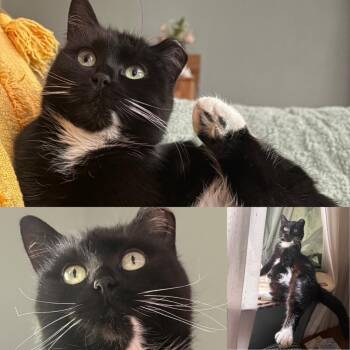Domestic Short Hair Cats Available for Adoption - Little Boots  | PetCurious