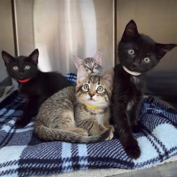 Shy Guy -  Domestic Medium Hair and Domestic Short Hair Cat for Adoption in Woodinville, Washington - Shy Guy | PetCurious