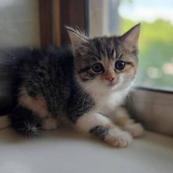 Daffodil -  Domestic Short Hair Cat for Adoption in Westland, Michigan - Daffodil | PetCurious