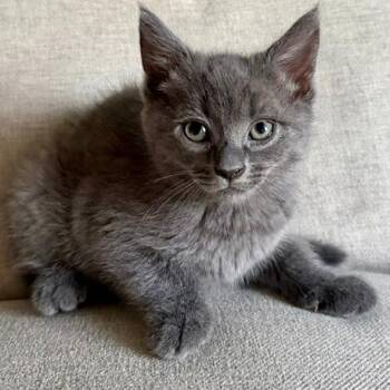Poppy -  Domestic Short Hair Cat for Adoption in Fairfax, Virginia - Poppy | PetCurious