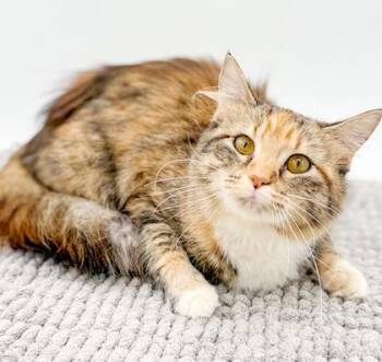 Maine Coon and Torbie Cats Available for Adoption - Jellybean Will Snuggle Her Way Right To Your Heart!  Floofy Ange | PetCurious