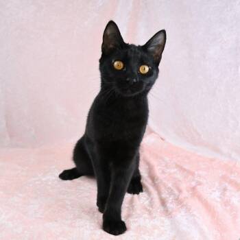 Martha -  Domestic Short Hair Cat for Adoption in Mobile, Alabama - Martha | PetCurious