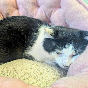 Domestic Short Hair Cats Available for Adoption in Medfield, Massachusetts - Reed | PetCurious