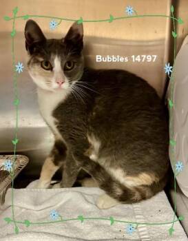 Rescue Domestic Short Hair Cats for Adoption in Marietta, Georgia - BUBBLES | PetCurious