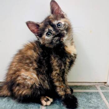 Millipede -  Domestic Short Hair Cat for Adoption in Beulaville, North Carolina - Millipede | PetCurious