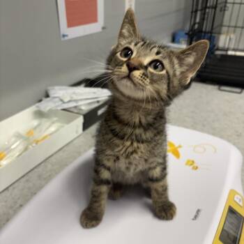 Domestic Short Hair Cats Available for Adoption in Spokane, Washington - Stormy | PetCurious