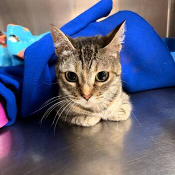 Lucy Gray -  Domestic Short Hair Cat for Adoption in Franklin, North Carolina - Lucy Gray | PetCurious