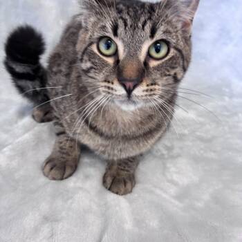 Domestic Short Hair Cats Available for Adoption in Buffalo, Minnesota - Milton  | PetCurious