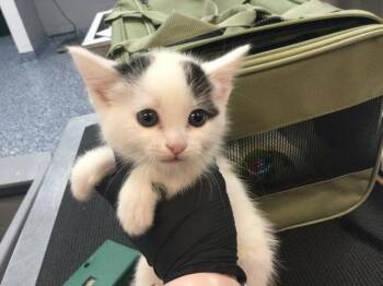 Domestic Short Hair Cats Available for Adoption in Thousand Palms, California - A1916401 | PetCurious