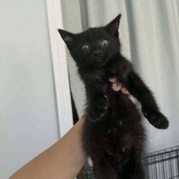 Domestic Short Hair Cats Available for Adoption in West Olive, Michigan - Rikki | PetCurious