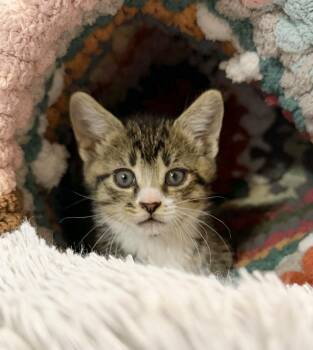 Tabby and Bengal Cats Available for Adoption in Bedford Hills, New York - Bluegill Bobber Is Our Epic Tiny Tot With A Whale Of A Tale!  VI | PetCurious