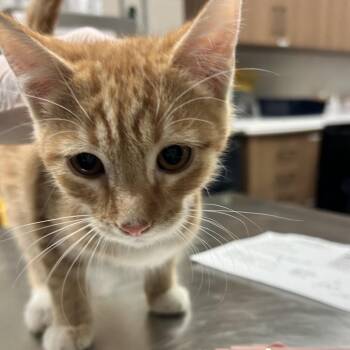Velcro -  Domestic Short Hair Cat for Adoption in Reno, Nevada - Velcro | PetCurious