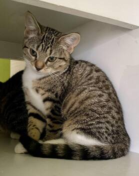 Insta -  Domestic Short Hair Cat for Adoption in Fargo, North Dakota - Insta | PetCurious