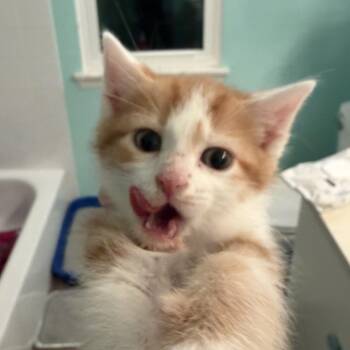 The Lorax -  Domestic Short Hair Cat for Adoption in Plainfield, Illinois - The Lorax | PetCurious