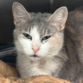 Rescue Domestic Short Hair Cats for Adoption in Lakeland, Florida - Tessa | PetCurious