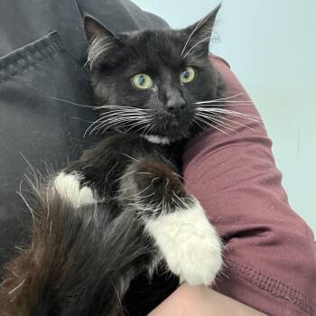 Domestic Medium Hair Cats Available for Adoption in Clavet, Saskatchewan - Lady Gaga | PetCurious